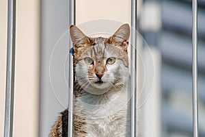 Portrait of domestic unhappy cat looking through balcony, lacking activity locked indoor, extreme closeup