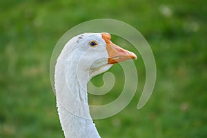 Portrait of Domesticated grey goose, greylag goose or white goose on green blured background