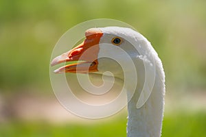 Portrait of Domesticated grey goose, greylag goose or white goose on green blured background with an open beak