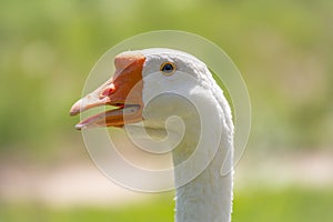 Portrait of Domesticated grey goose, greylag goose or white goose on green blured background with an open beak