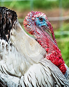 Portrait of domesticated tom turkey