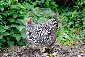 Portrait of a domesticated wyandotte hen seen looking at the camera in her outdoor setting.