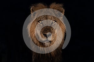 Portrait of a dominant male lion in the spotlight