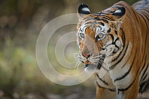 Portrait of dominant tigress with a blurred background