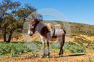 portrait of donkey