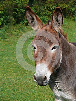 Portrait Of A Donkey