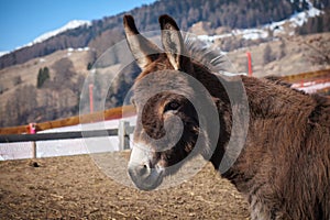 a portrait of a donkey in the enclosure of a farm in the swiss mountains
