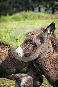 Portrait of a donkey foal photo