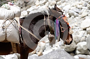 Portrait of donkey with heavy load,Nepal