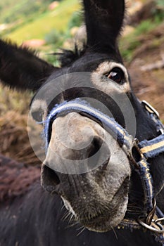 Portrait of a donkey