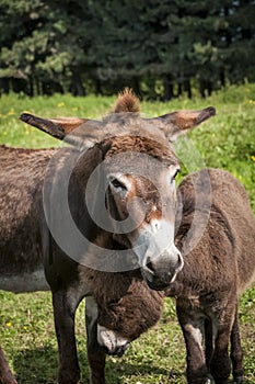 Portrait of a donkey mare photo