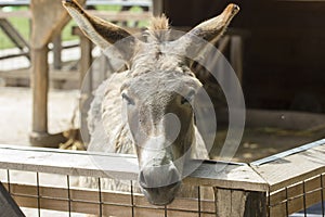 Portrait of donkey