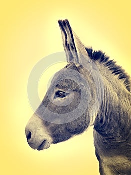 Portrait donkey on yellow background