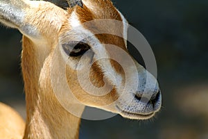 Portrait the dorcas gazelle