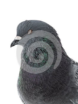 Portrait of a dove with closed eyes isolated on white