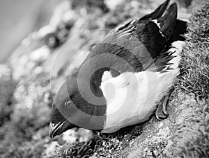 Portrait of dovekey, black and white retro style