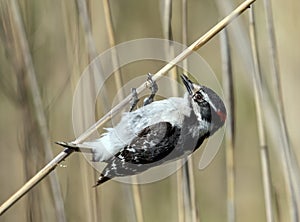 Portrait of Downy Woodpecker perching on reed Quebec