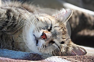 Portrait of a dozing cat