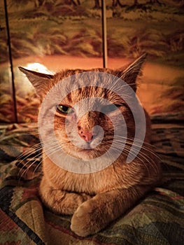 Portrait of a dozing cat