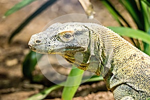 Portrait of dragon lizzard at a zoo