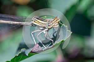 Portrait of a dragonfly Arrow blue, Enallagma cyathigerum, a species of homoptera dragonfly, macro shot photo