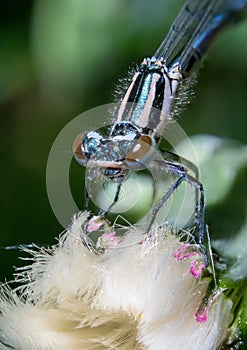 Portrait of a dragonfly Arrow blue, Enallagma cyathigerum, a species of homoptera dragonfly photo