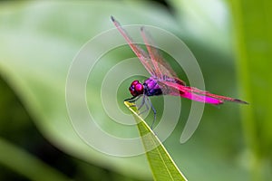 Portrait of dragonfly - Crimson Dropwing male Trithemis aurora