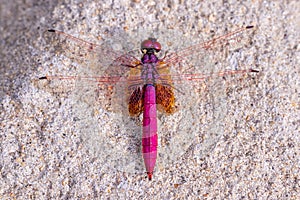 Portrait of dragonfly - Crimson Dropwing male Trithemis aurora