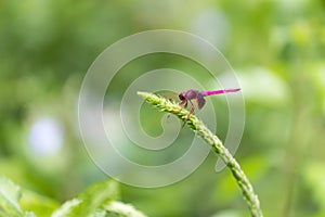 Portrait of dragonfly - Crimson Dropwing male Trithemis aurora