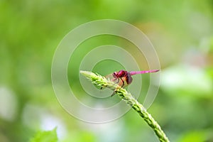 Portrait of dragonfly - Crimson Dropwing male Trithemis aurora