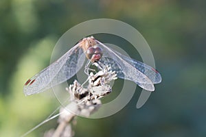 Portrait of a dragonfly Crocothemis Sympetrinae, Libellulidae, Anisoptera, Odonata, wildlife, macro photography