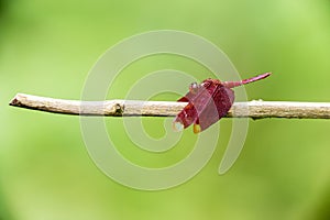 Portrait of dragonfly - Russet Percher