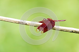 Portrait of dragonfly - Russet Percher