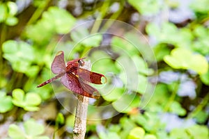 Portrait of dragonfly - Russet Percher