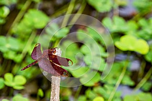 Portrait of dragonfly - Russet Percher