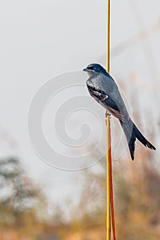 A portrait of a Drango