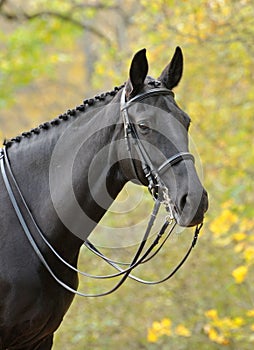 Portrait of dressage black horse