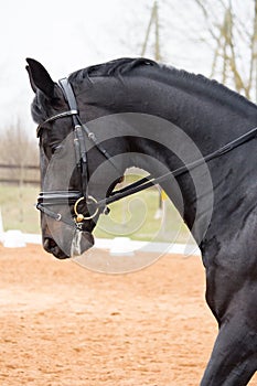 Portrait of dressage horse in the arena