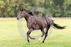 Portrait of a dressage and jumping horse in pasture, brown with white on it`s face.