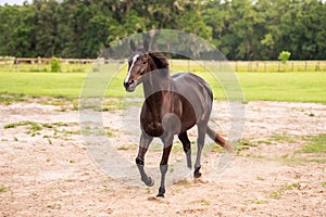 Portrait of a dressage and jumping horse in pasture, brown with white on it`s face.