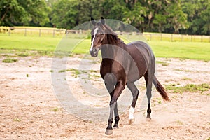 Portrait of a dressage and jumping horse in pasture, brown with white on it`s face.