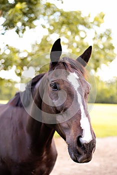 Portrait of a dressage and jumping horse in pasture, brown with white on it`s face.