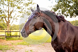 Portrait of a dressage and jumping horse in pasture, brown with white on it`s face.