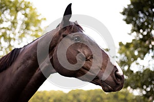 Portrait of a dressage and jumping horse in pasture, brown with white on it`s face.