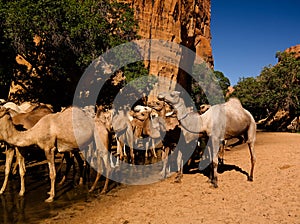 Portrait of drinking camels in canyon aka guelta Bashikele ,East Ennedi, Chad