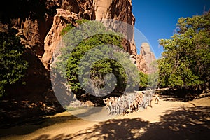 Portrait of drinking camels in canyon aka guelta Bashikele ,East Ennedi, Chad