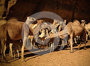 Portrait of drinking camels in canyon aka guelta Bashikele ,East Ennedi, Chad