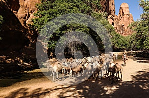 Portrait of drinking camels in canyon aka guelta Bashikele ,East Ennedi, Chad