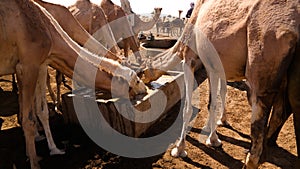 Portrait of drinking camels at the desert well in Djibriga at Barh-El-Gazal, Chad