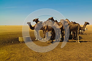 Portrait of drinking camels at the desert well in Ouled-Rachid, Batha, Chad photo